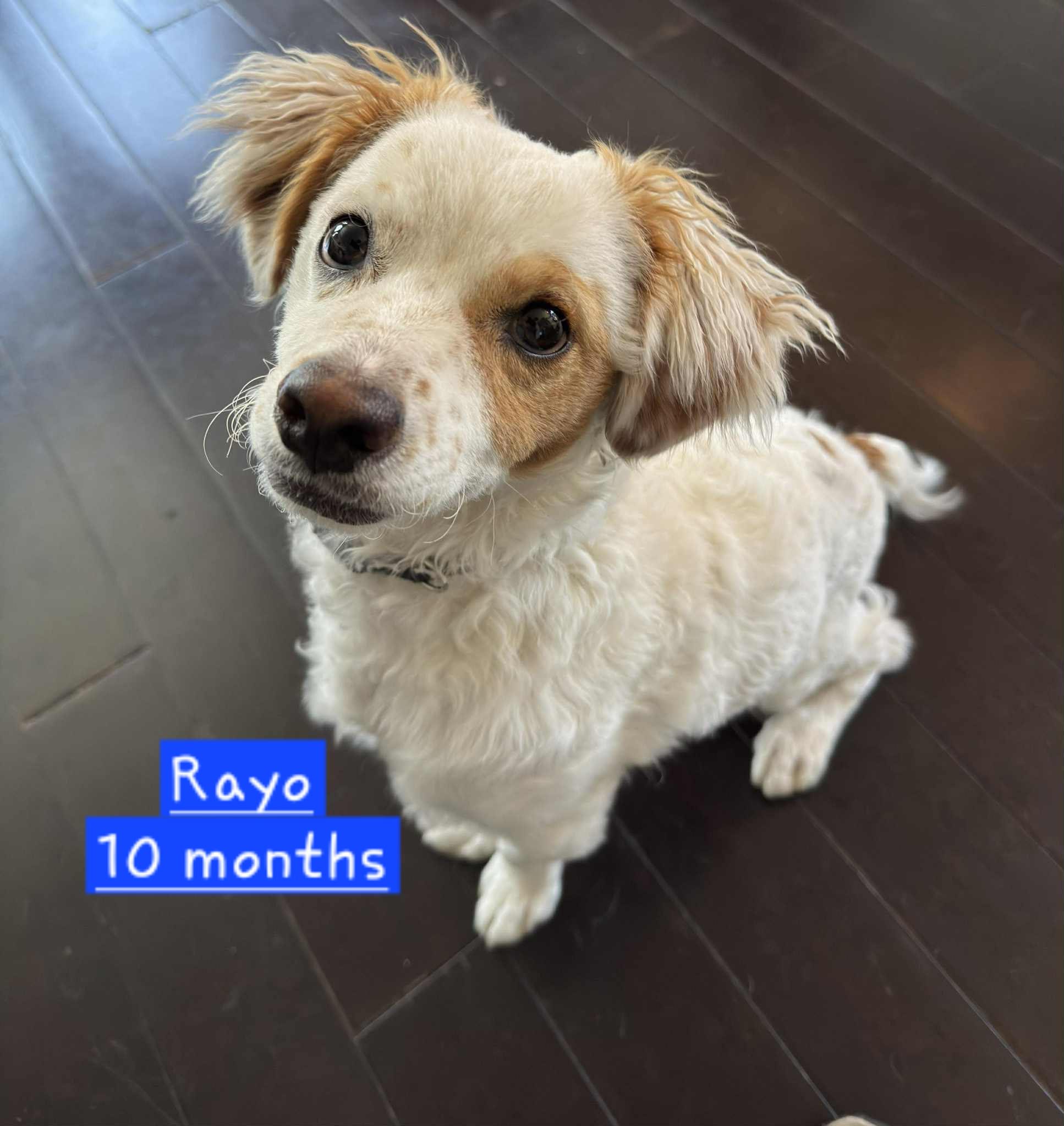 Rayo, adopted, Adult Male Maltese & Cocker Spaniel.