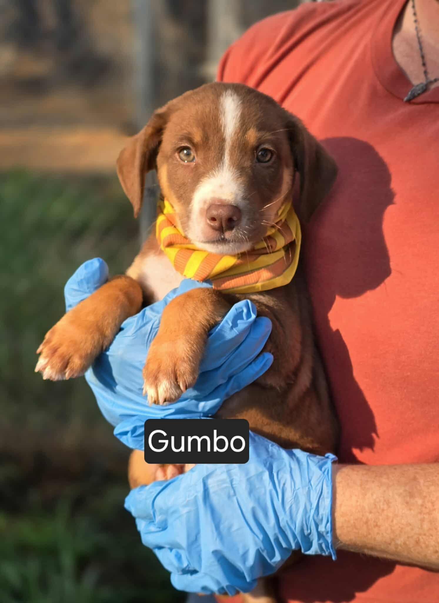 Gumbo