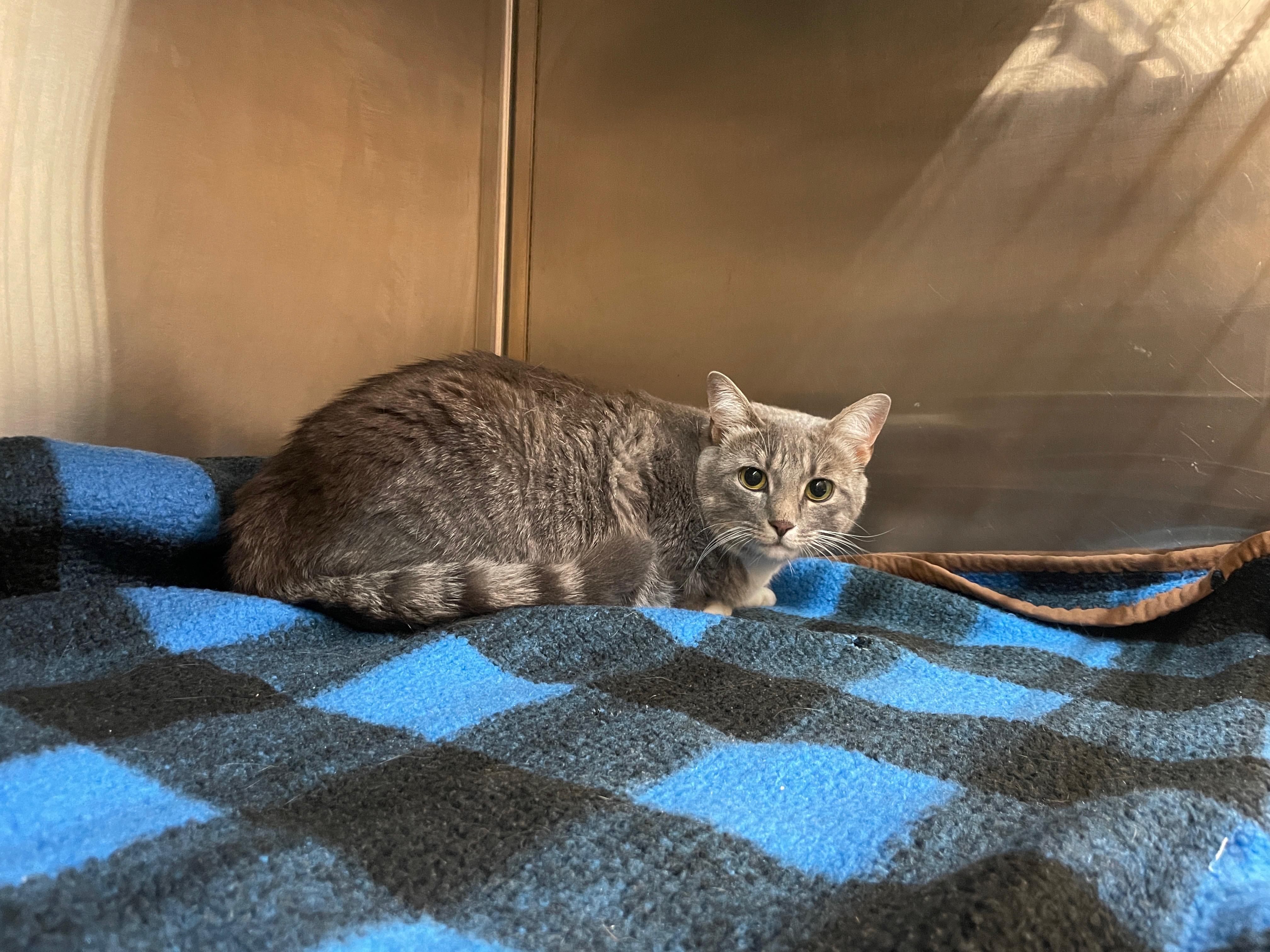 Enlarge Minerva, a ADOPTABLE mixed breed in Mount Pleasant, SC image 1/2