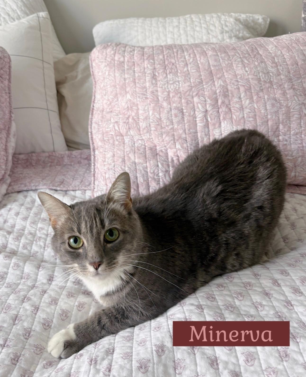 Minerva, Adoptable, Adult Female Domestic Short Hair.