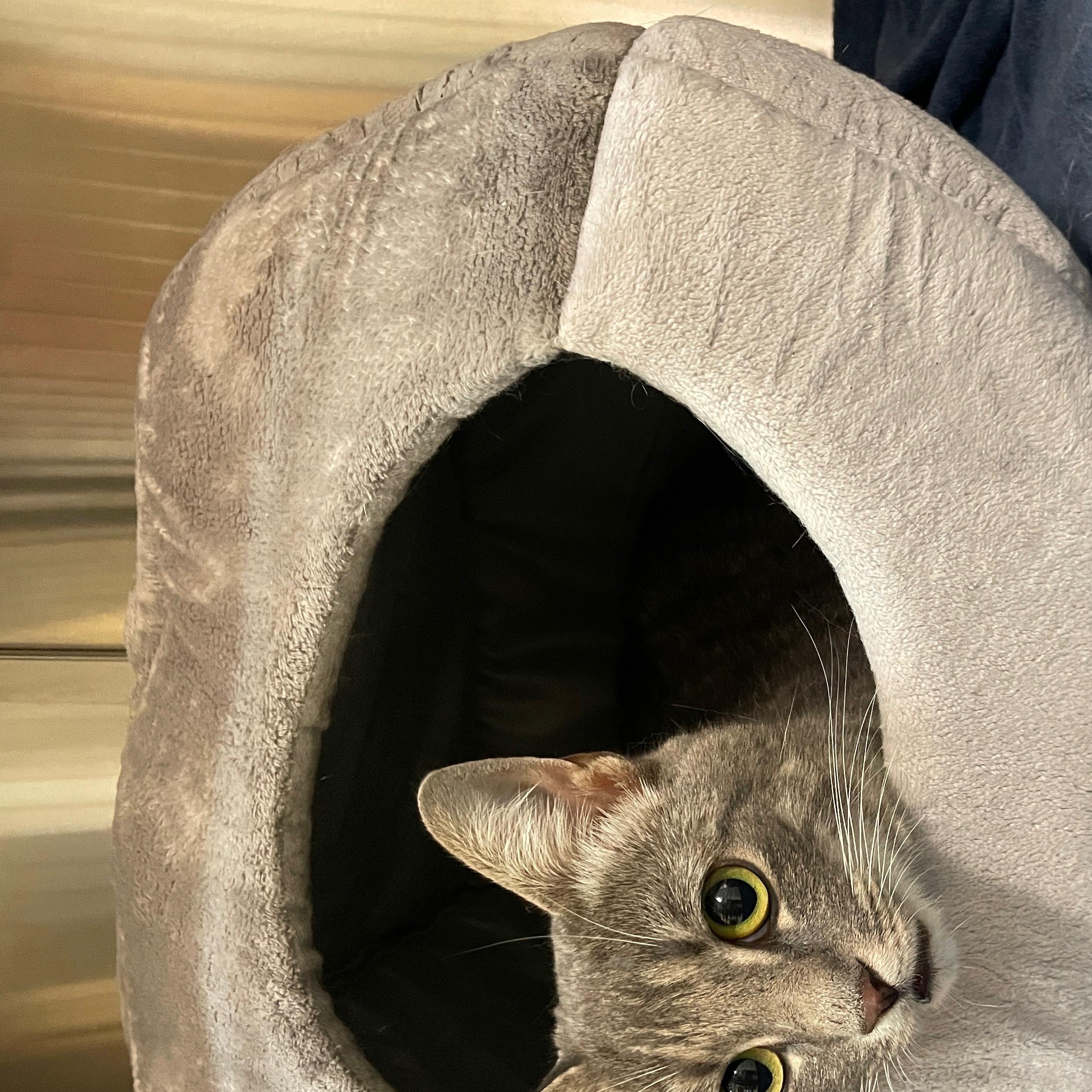 Enlarge Minerva, a ADOPTABLE mixed breed in Mount Pleasant, SC image 2/2
