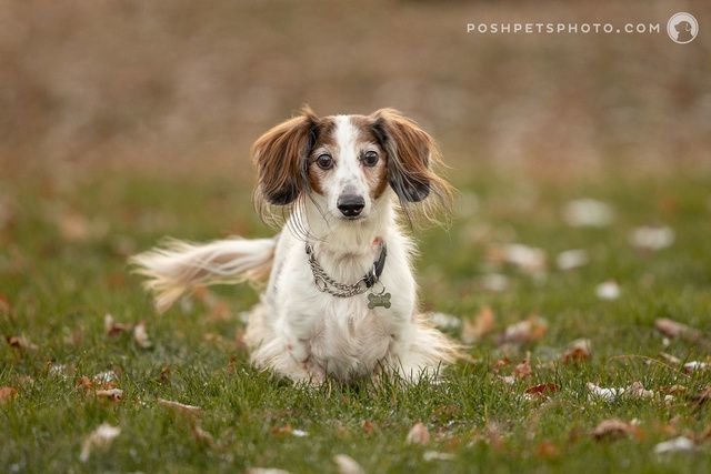 Enlarge Princeton, a Adopted Miniature Dachshund in Utterson, ON image 1/4