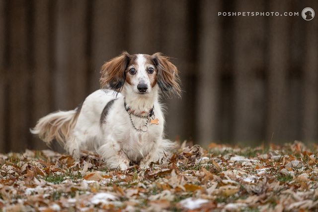 Princeton, Adopted, Senior Male Miniature Dachshund.