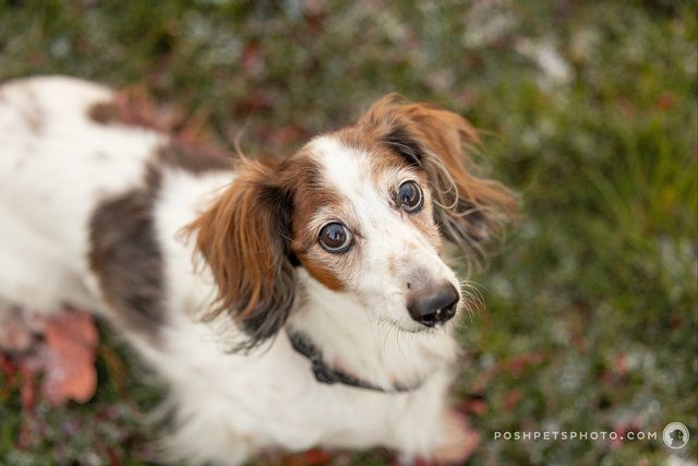 Enlarge Princeton, a Adopted Miniature Dachshund in Utterson, ON image 4/4