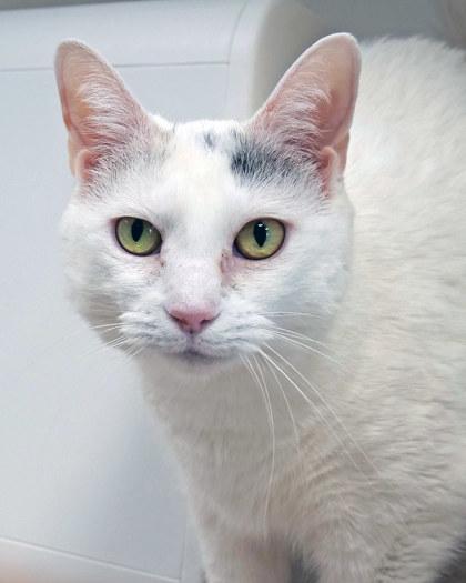 Twinkle — thumbnail 2