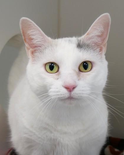 Twinkle — thumbnail 3