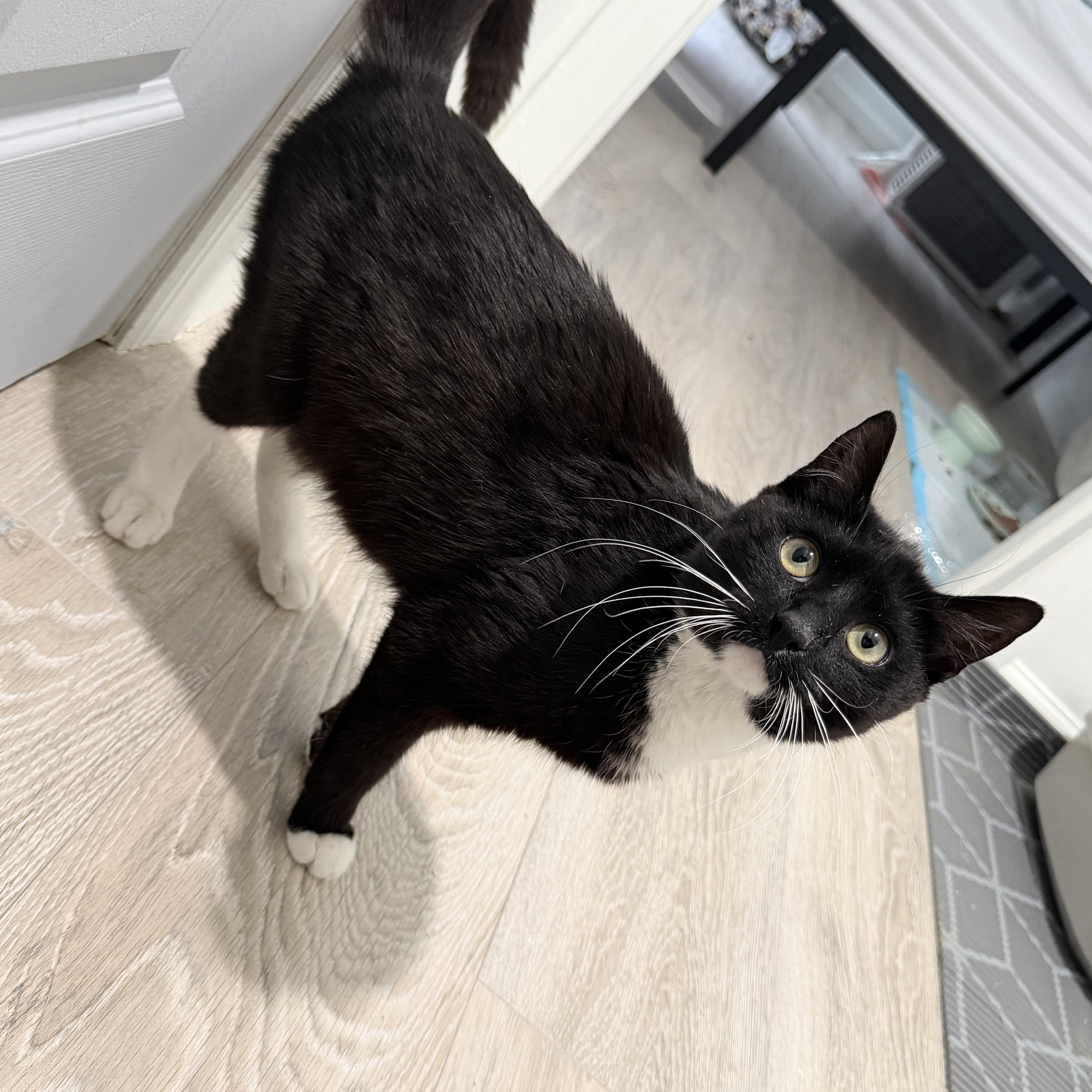 Lorelai, Adoptable, Young Female Domestic Short Hair & Tuxedo.