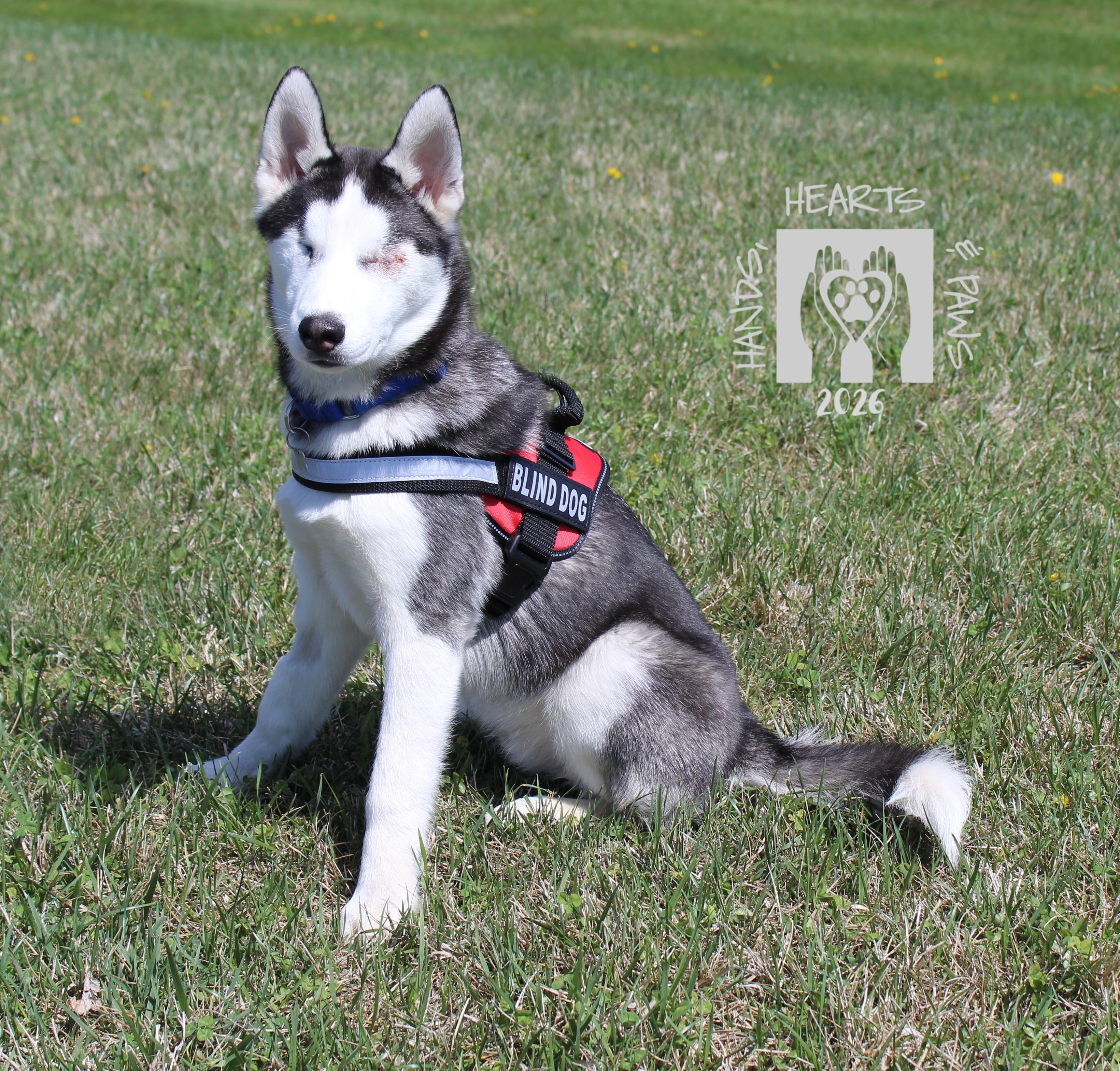 Enlarge Ludwig Von Drake, a ADOPTABLE Husky in Omaha, NE image 4/6