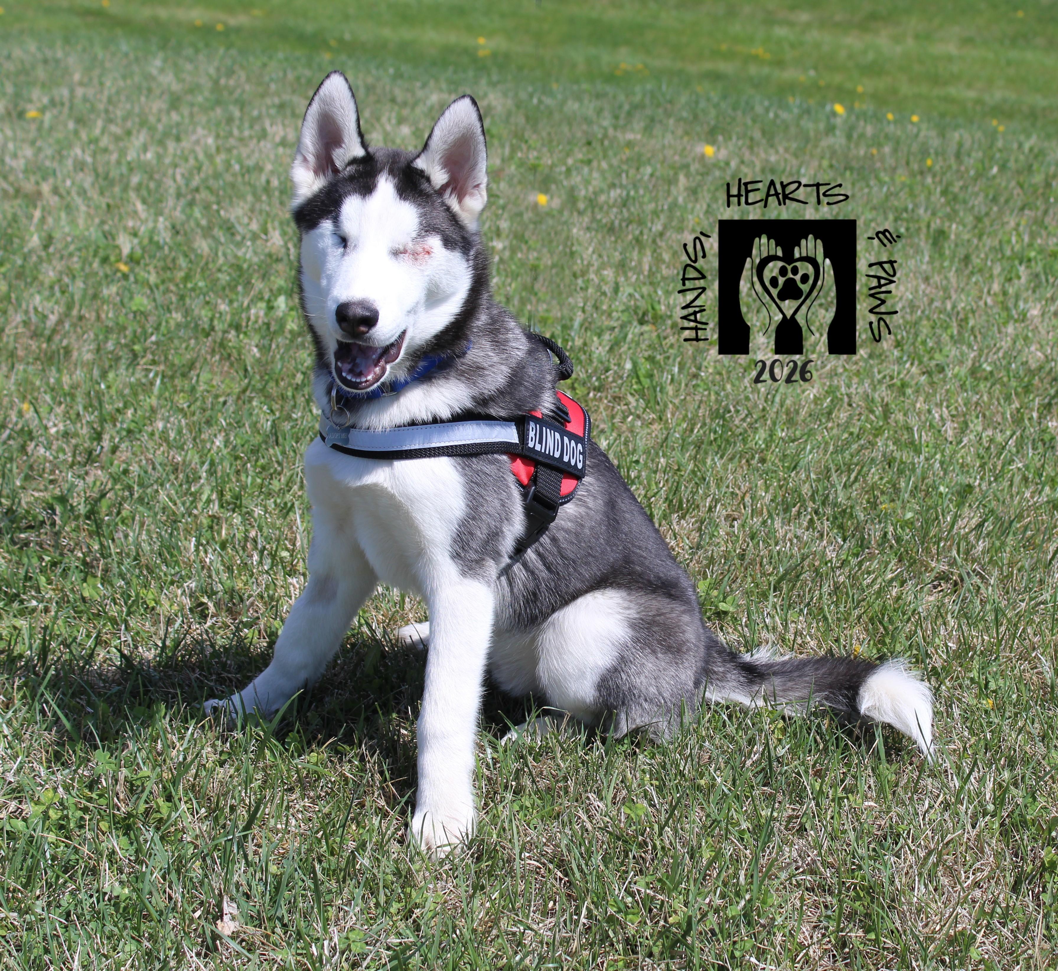 Ludwig Von Drake, ADOPTABLE, Puppy Male Husky.
