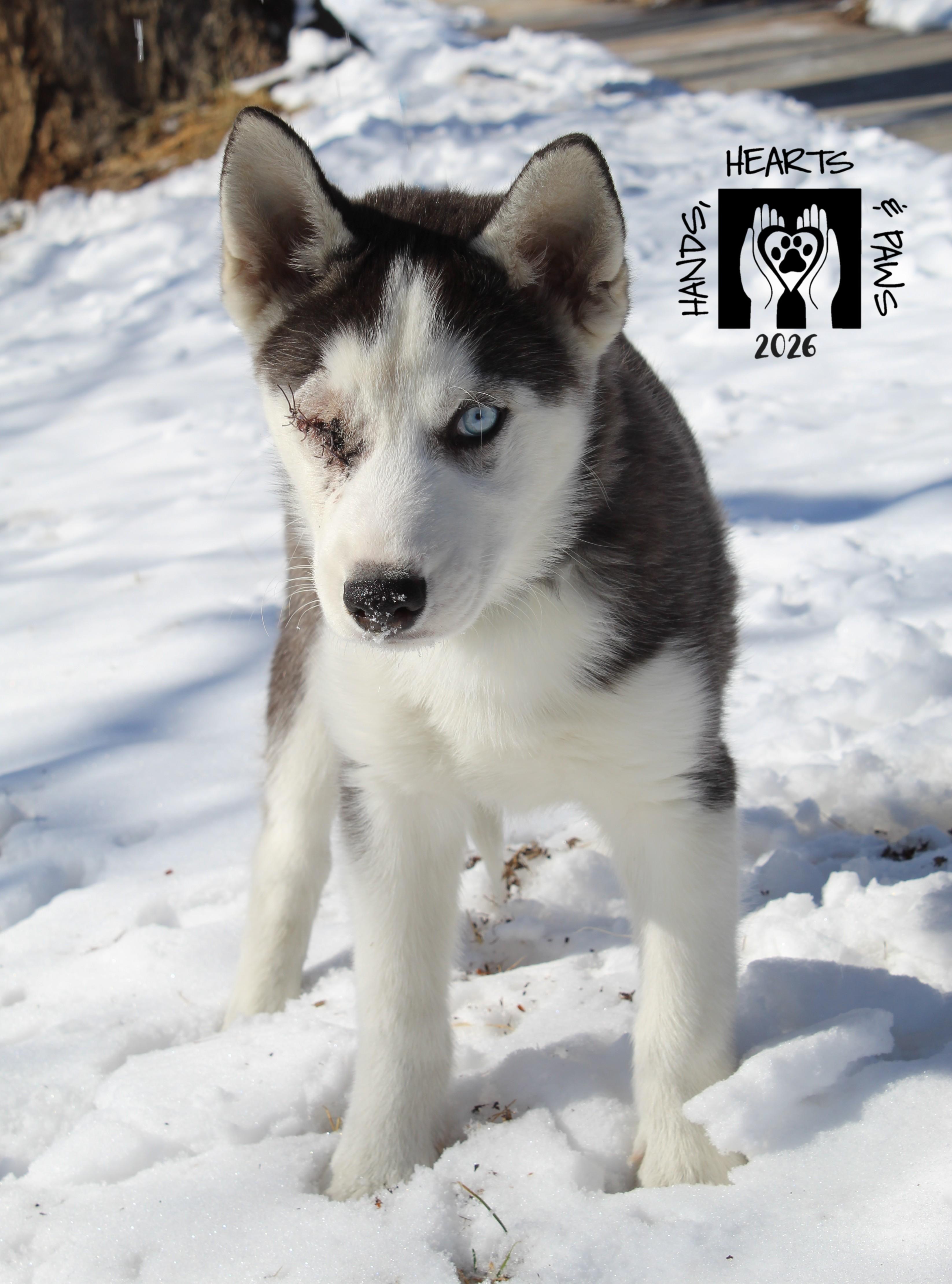 Enlarge Ludwig Von Drake, a ADOPTABLE Husky in Omaha, NE image 1/1