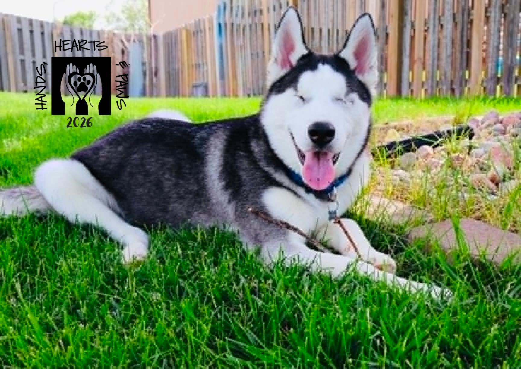Ludwig Von Drake, ADOPTABLE, Puppy Male Husky.
