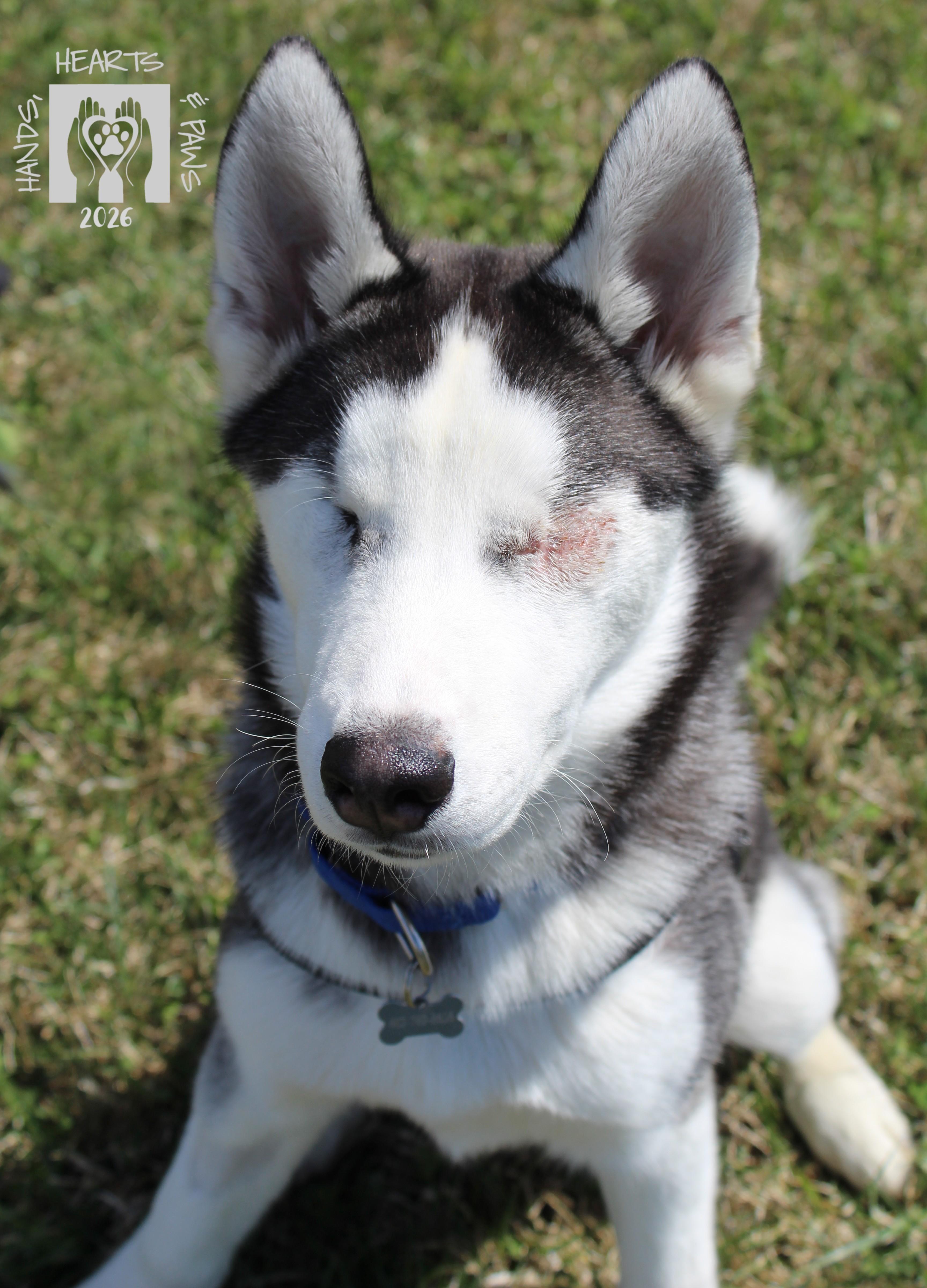 Enlarge Ludwig Von Drake, a ADOPTABLE Husky in Omaha, NE image 5/6