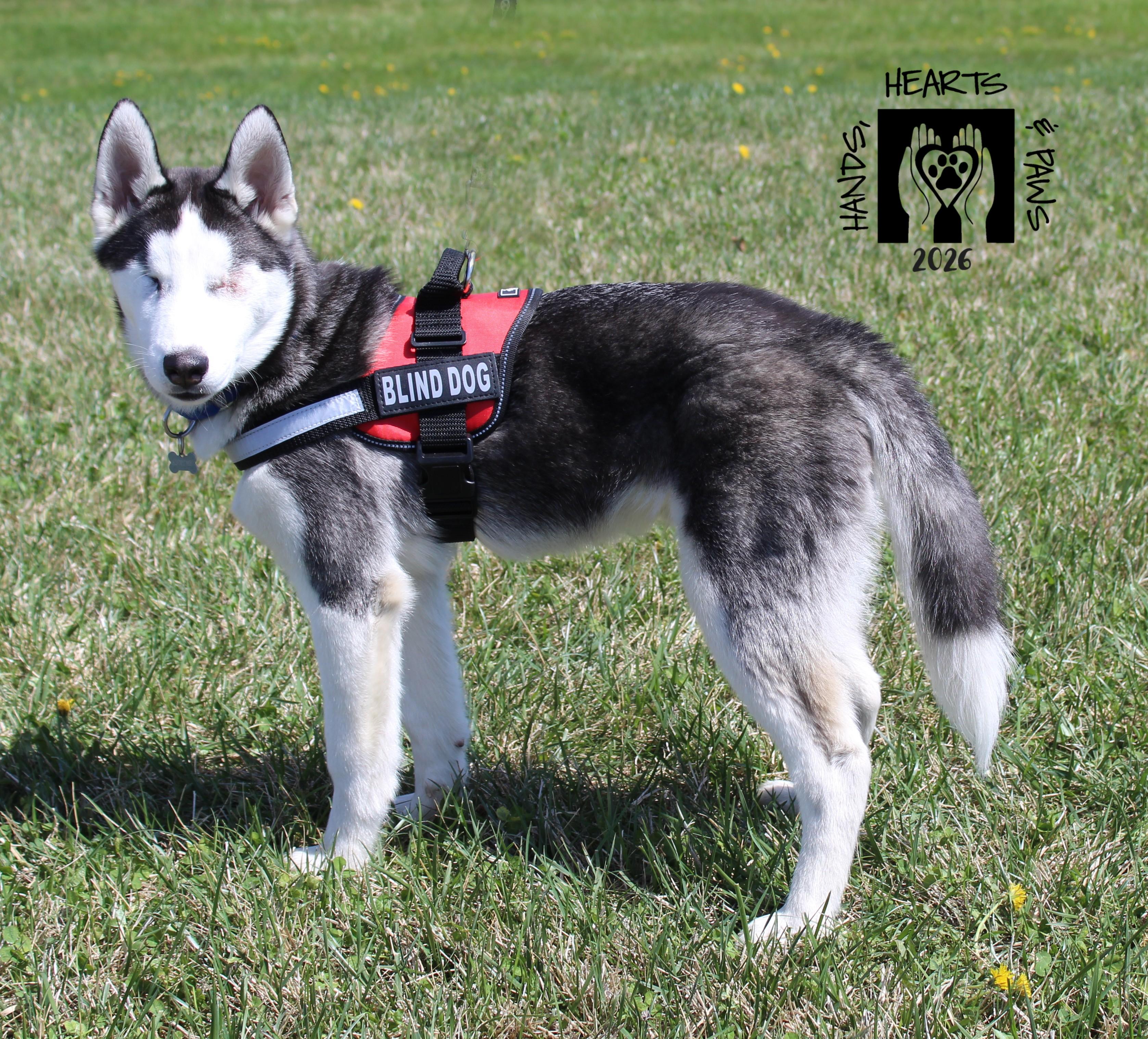 Enlarge Ludwig Von Drake, a ADOPTABLE Husky in Omaha, NE image 6/6