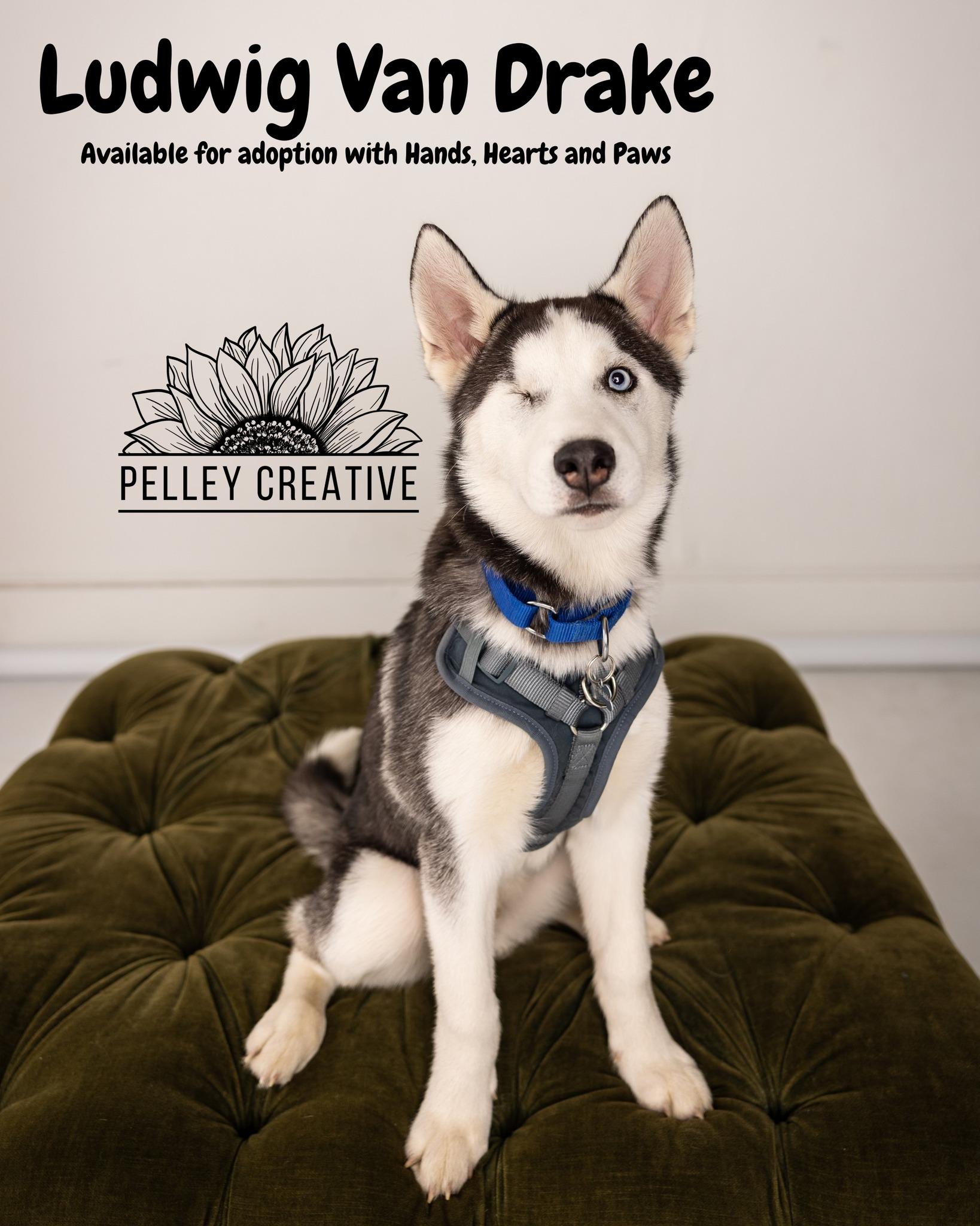 Enlarge Ludwig Von Drake-MEDICAL HOLD, a ADOPTABLE Husky in Omaha, NE image 1/2