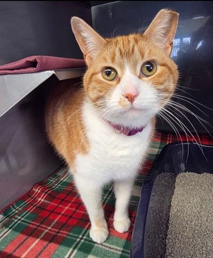 Sparkles, Adoptable, Adult Female Domestic Short Hair & Domestic Short Hair.