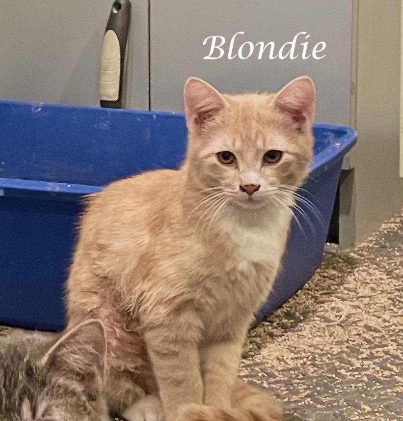 Enlarge BLONDIE, a ADOPTABLE Domestic Short Hair in Monrovia, CA image 1/2