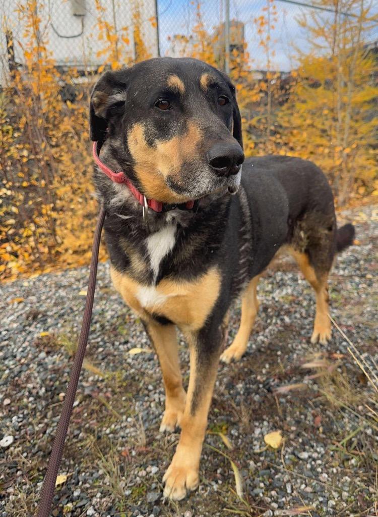 Enlarge Ollie, a Adoptable mixed breed in Yellowknife, NT image 2/3