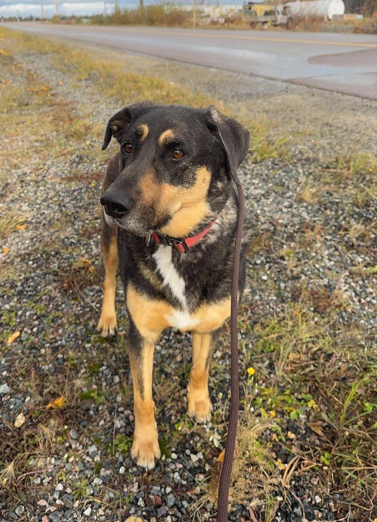 Ollie, a Adoptable mixed breed in Yellowknife, NT image 4/5