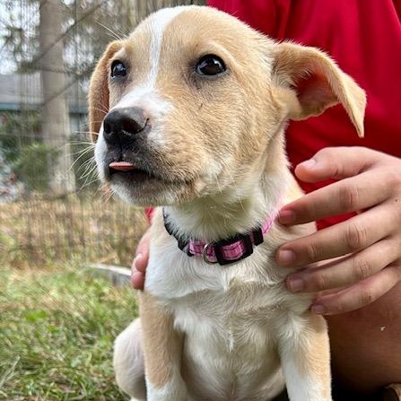 Enlarge Scarlett, a Adoptable mixed breed in Cypress, TX image 3/3