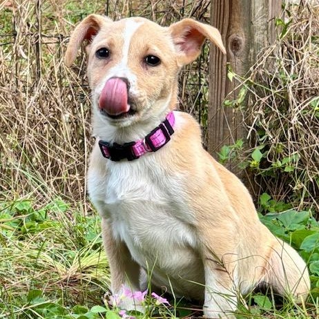 Enlarge Scarlett, a Adoptable mixed breed in Cypress, TX image 2/3