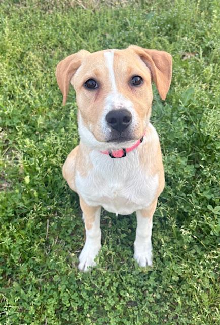 Scarlett, a Adoptable mixed breed in Cypress, TX image 1/3