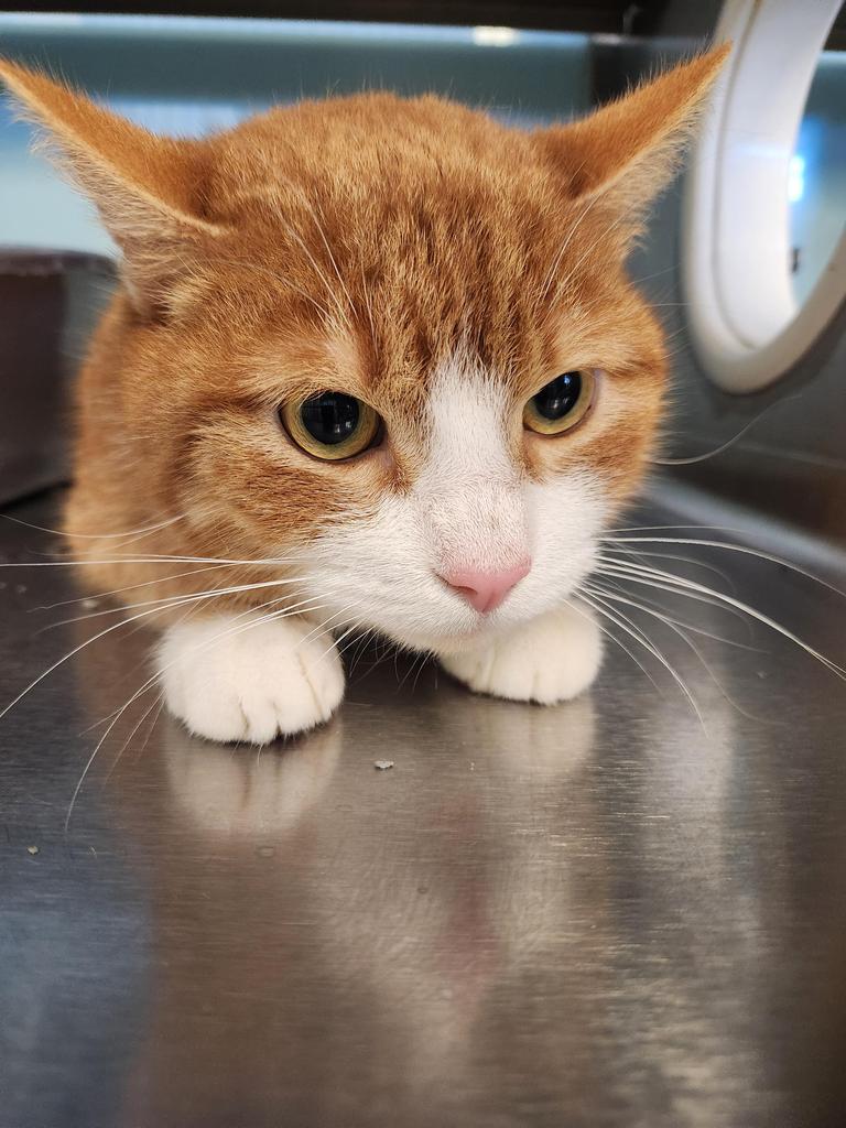 Mario, Adoptable, Adult Male Domestic Short Hair.