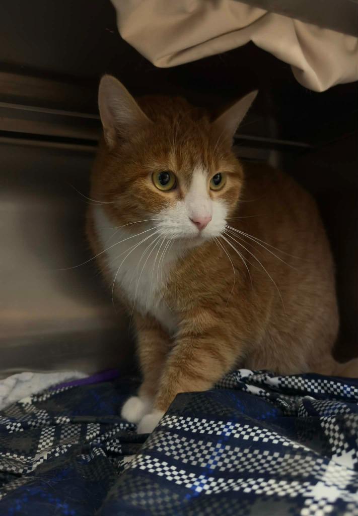 Enlarge Mario, a Adoptable mixed breed in Grand Forks, ND image 2/2