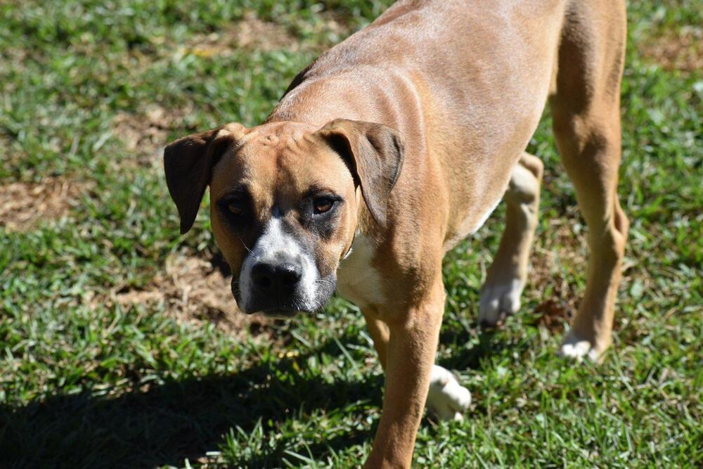 Vixie, Adoptable, Young Female Boxer & Pit Bull Terrier.