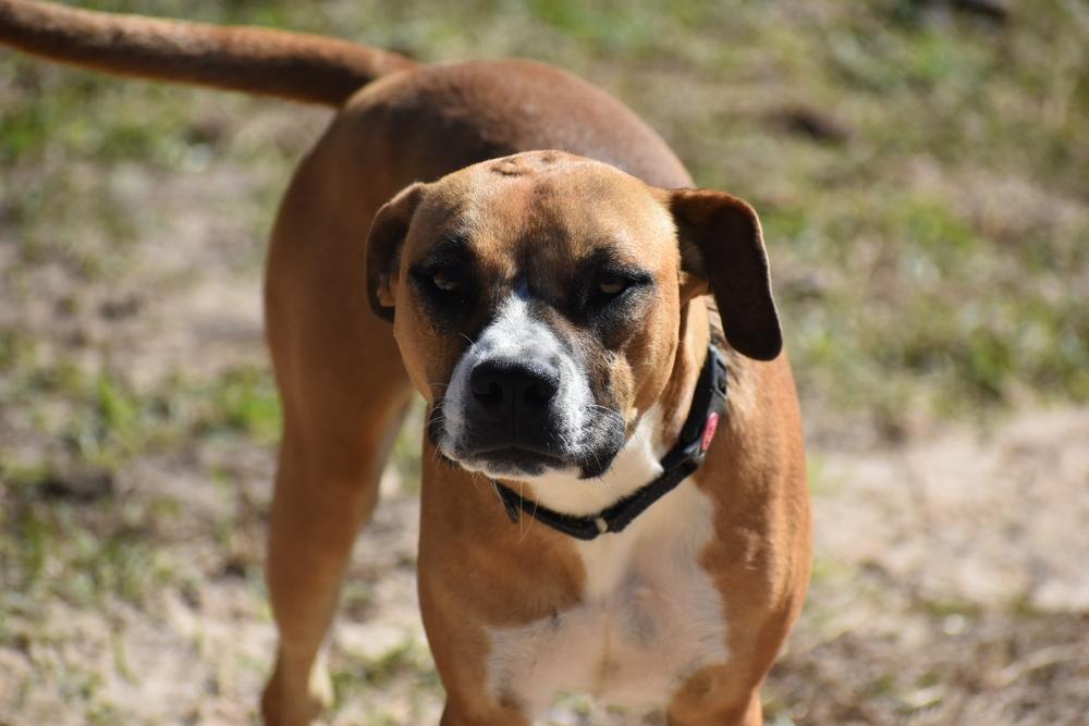 Enlarge Vixie, a Adoptable mixed breed in Newton, TX image 3/3