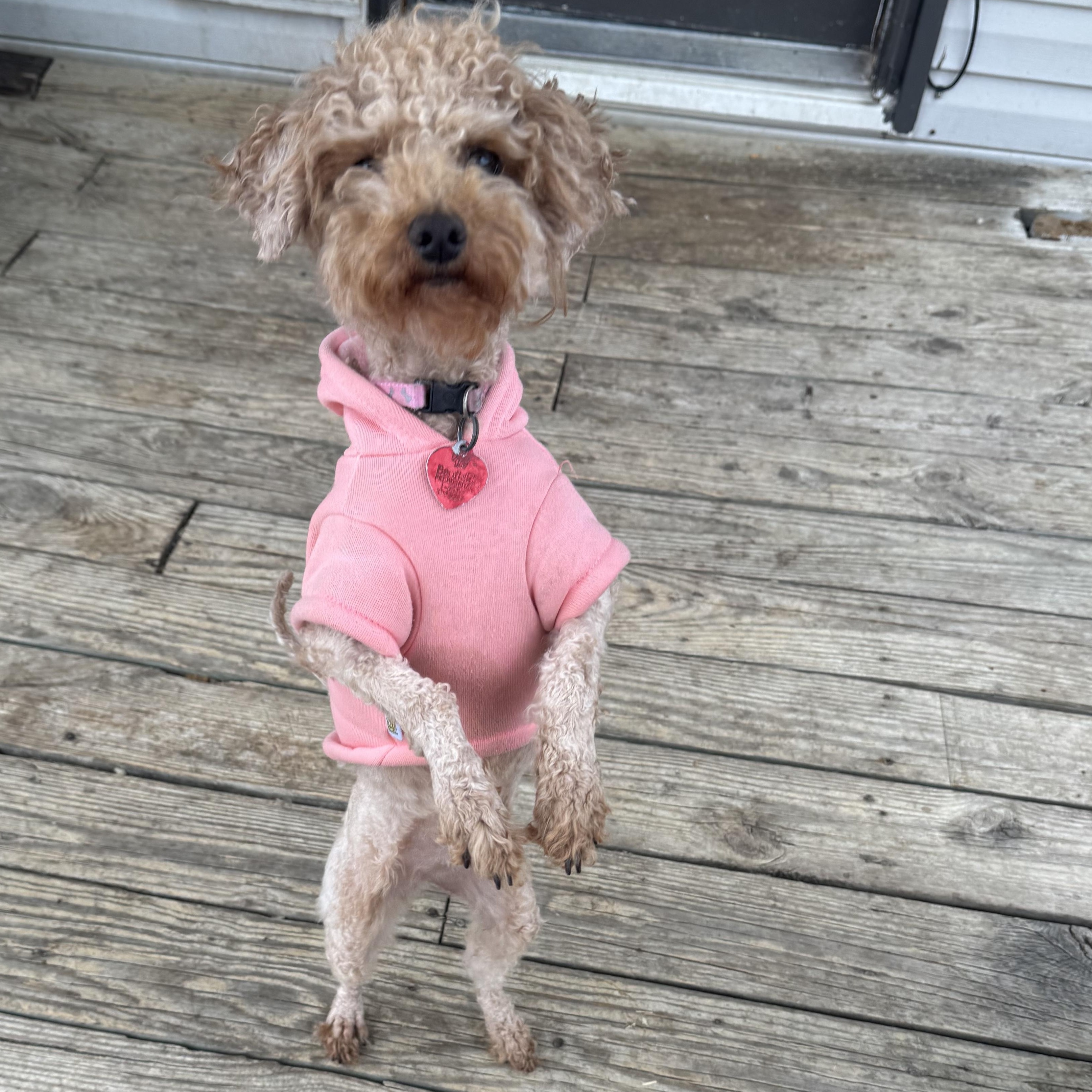 Honey , an adoptable Miniature Poodle in Arlington, TX image 2/2