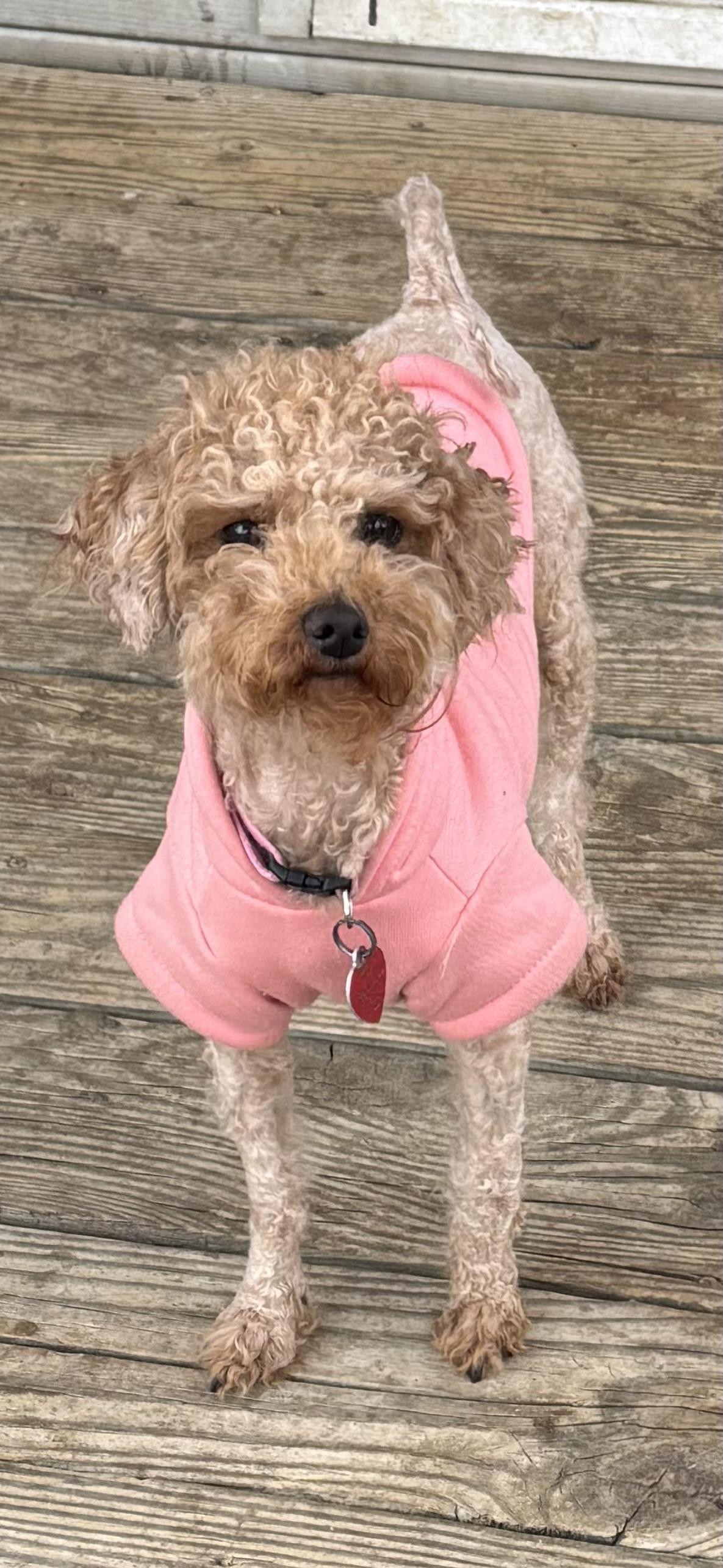 Honey , an adoptable Miniature Poodle in Arlington, TX image 1/2
