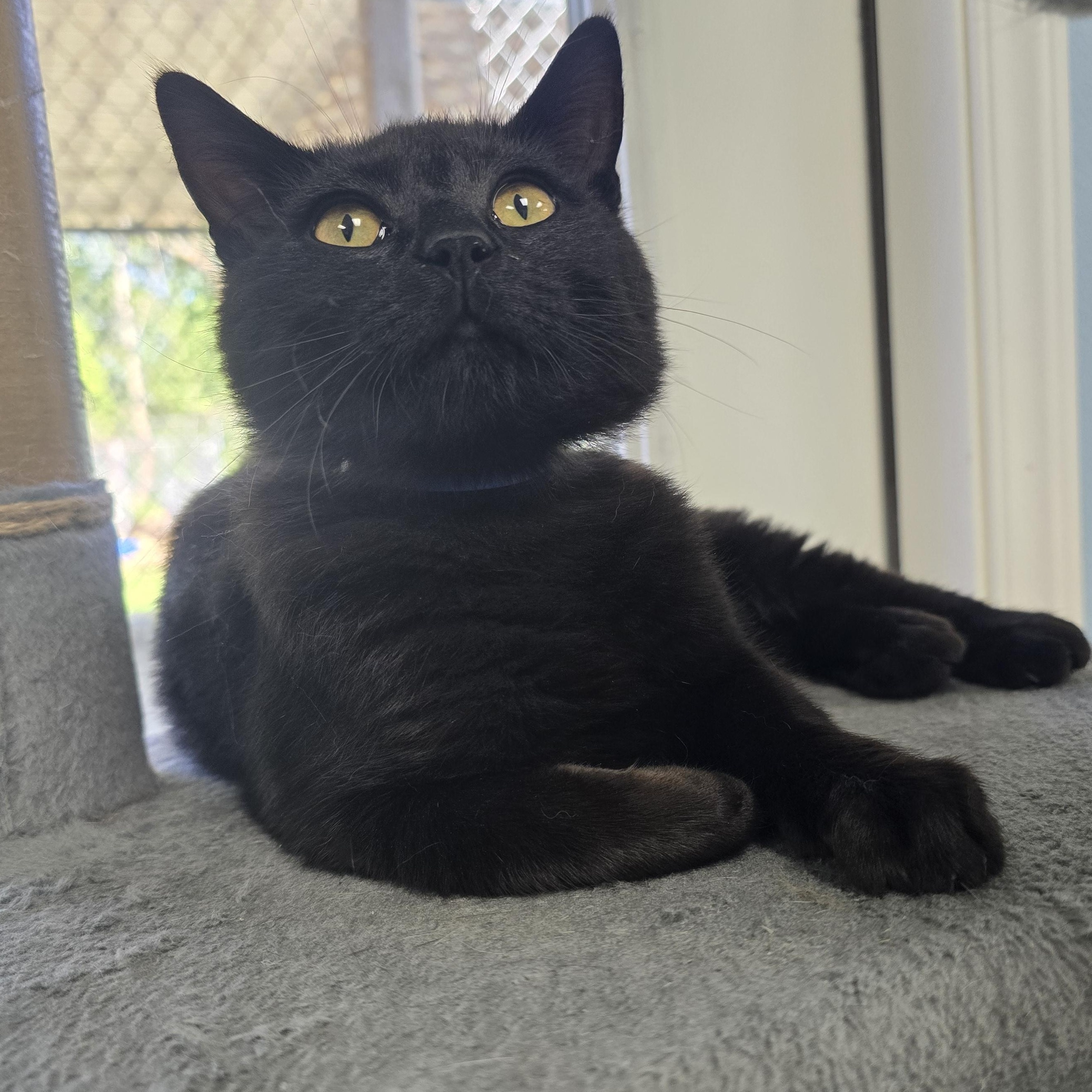 Shadow, ADOPTABLE, Young Male Domestic Short Hair.