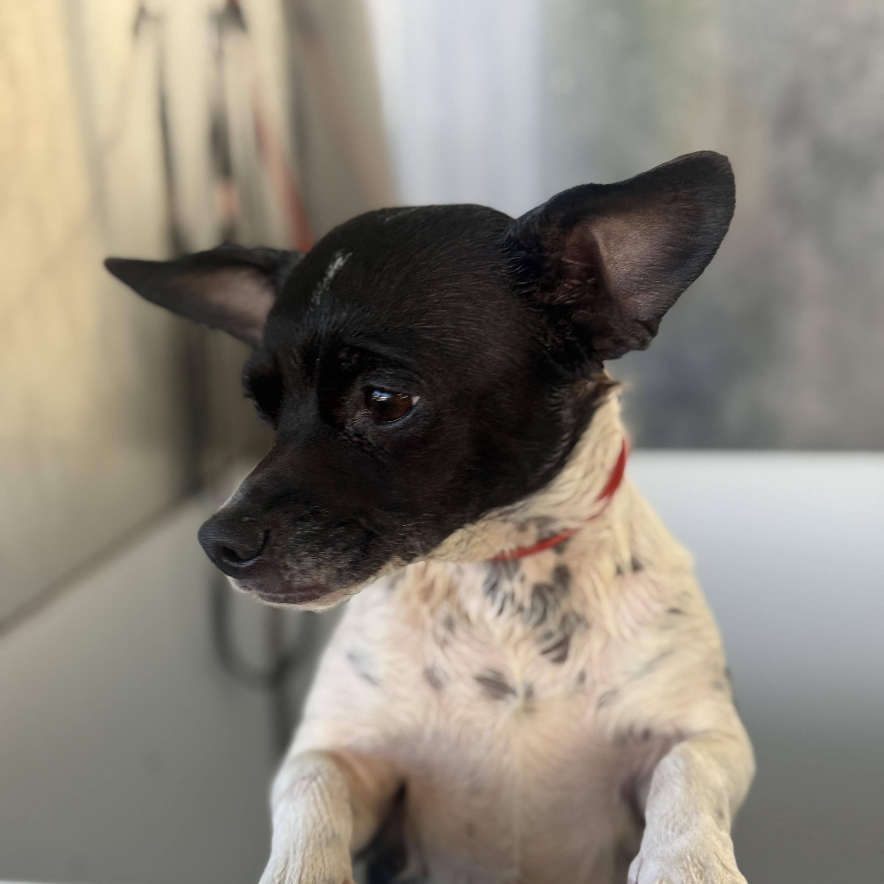 Enlarge Penny, a ADOPTABLE Chihuahua in Huntington Beach, CA image 3/3