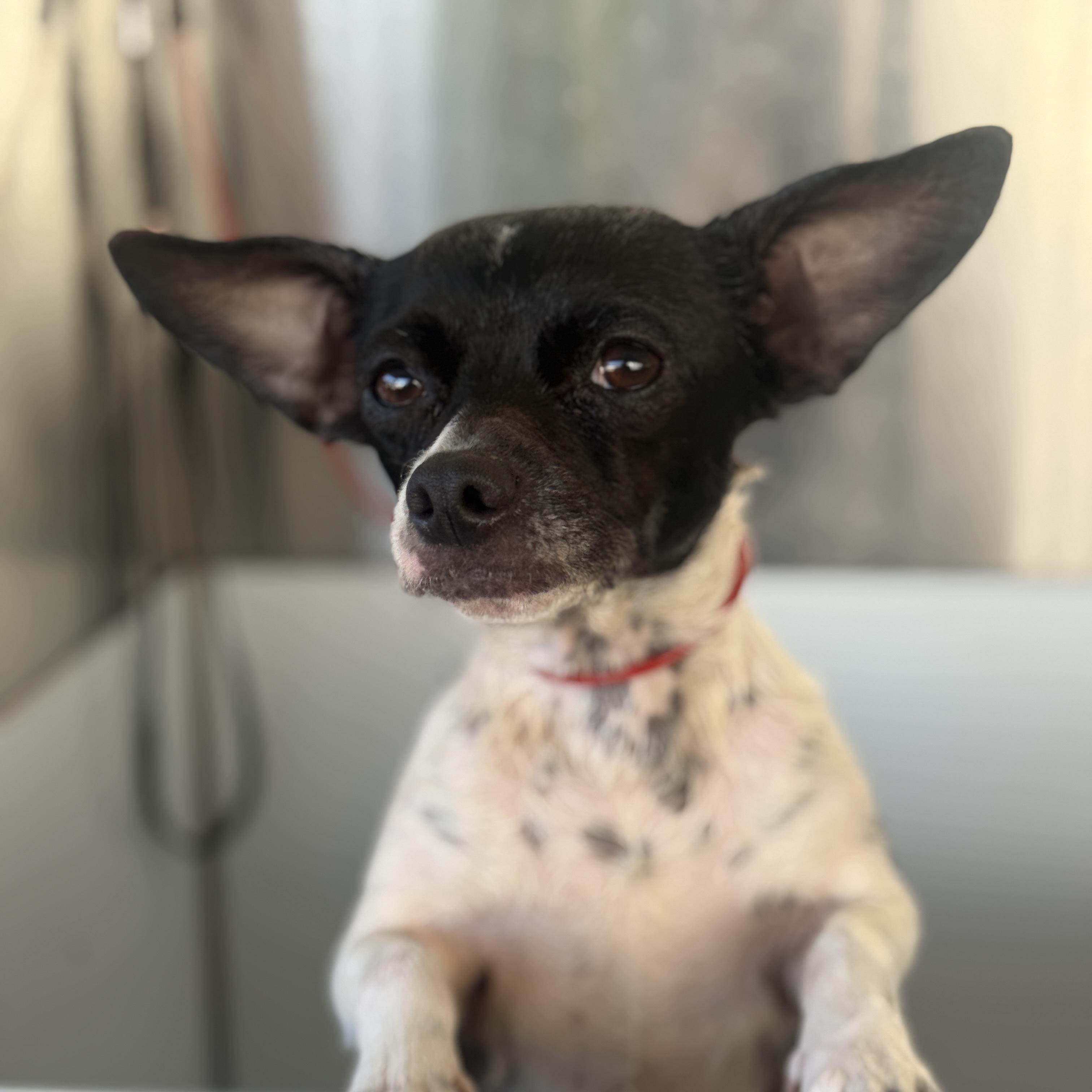 Enlarge Penny, a ADOPTABLE Chihuahua in Huntington Beach, CA image 2/3