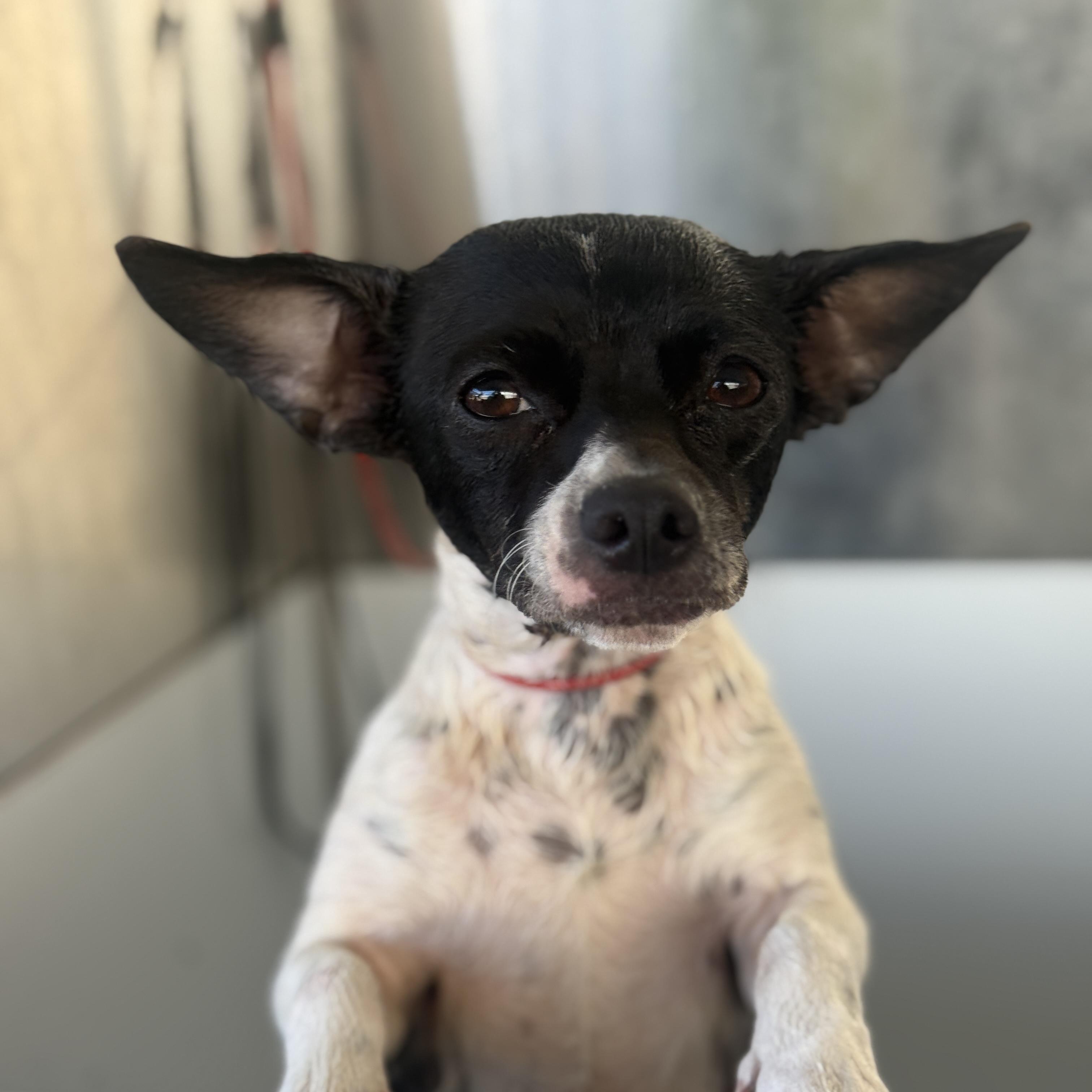Enlarge Penny, a ADOPTABLE Chihuahua in Huntington Beach, CA image 1/3