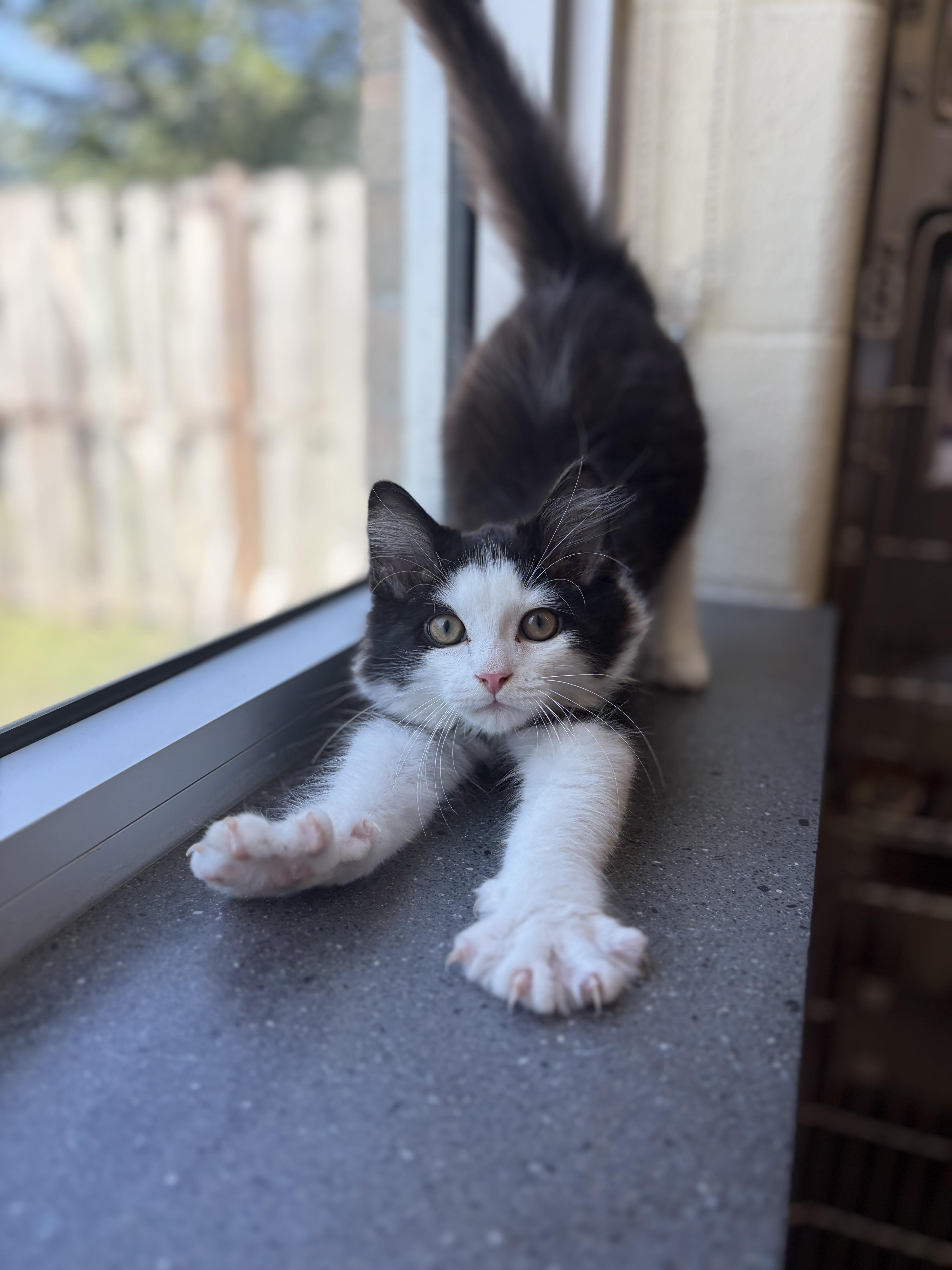 Enlarge Pumpernickle, an adopted Domestic Medium Hair in Mississauga, ON image 3/4