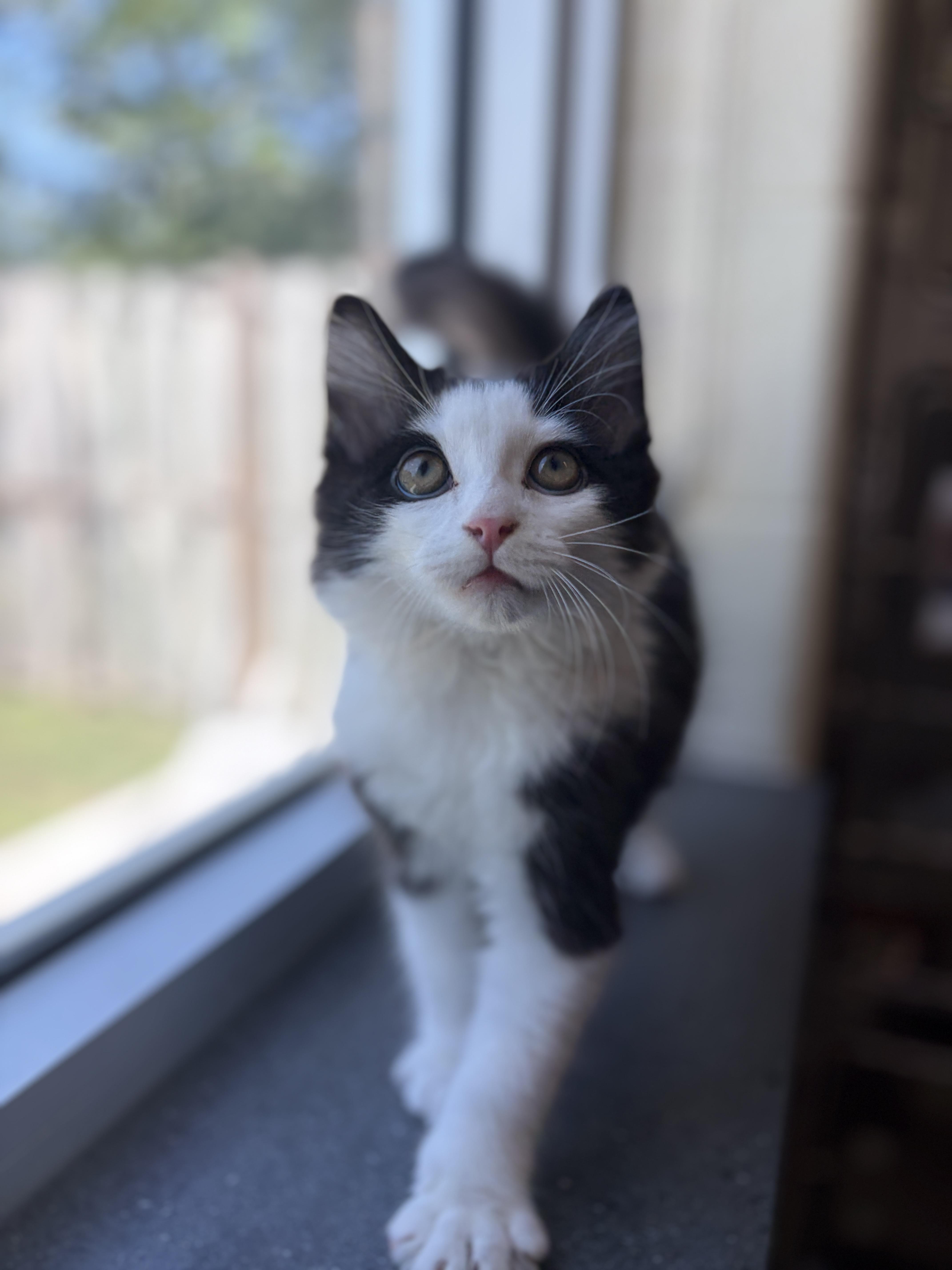 Pumpernickle, adopted, Young Male Domestic Medium Hair.