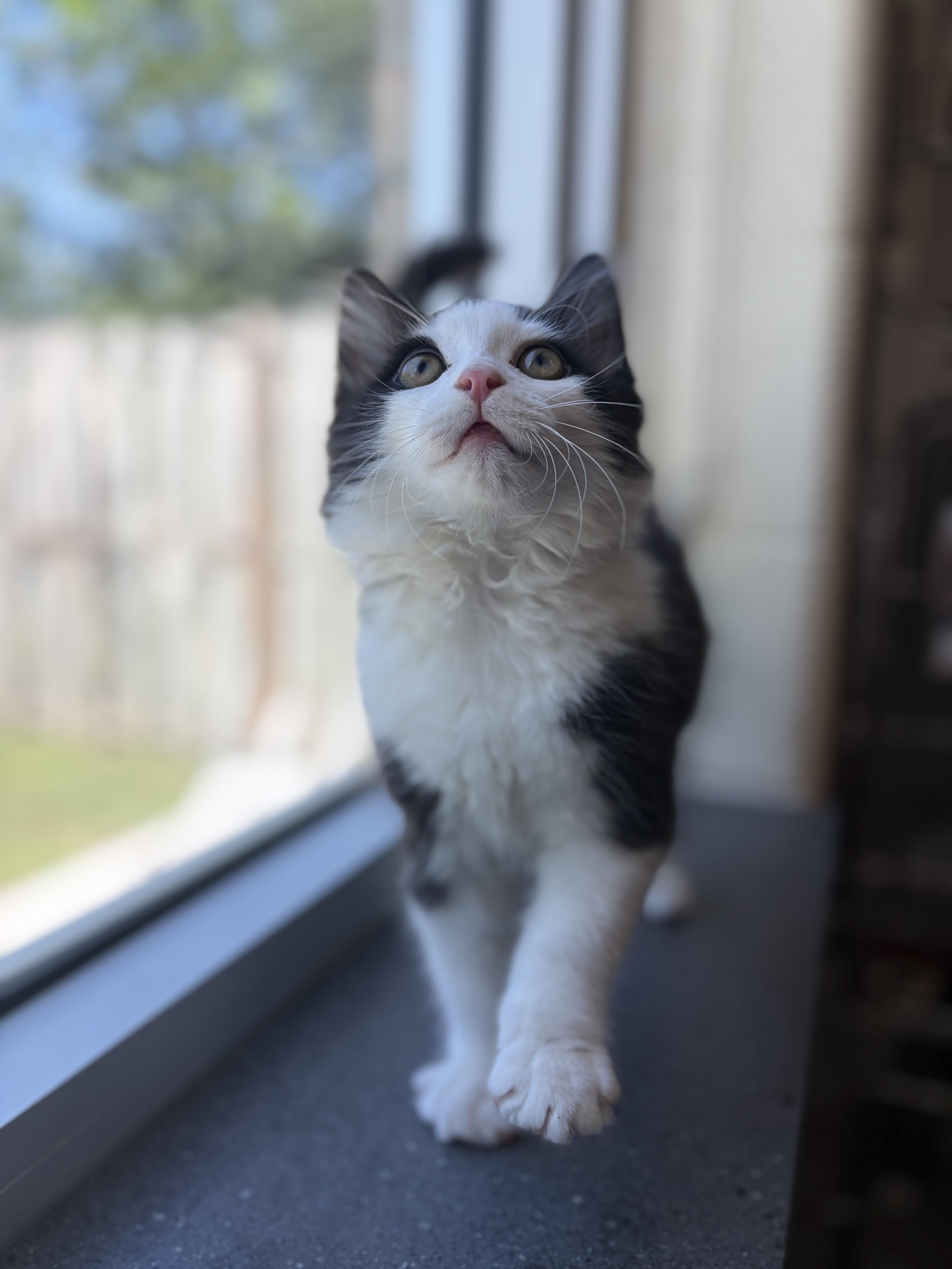 Enlarge Pumpernickle, an adopted Domestic Medium Hair in Mississauga, ON image 2/4