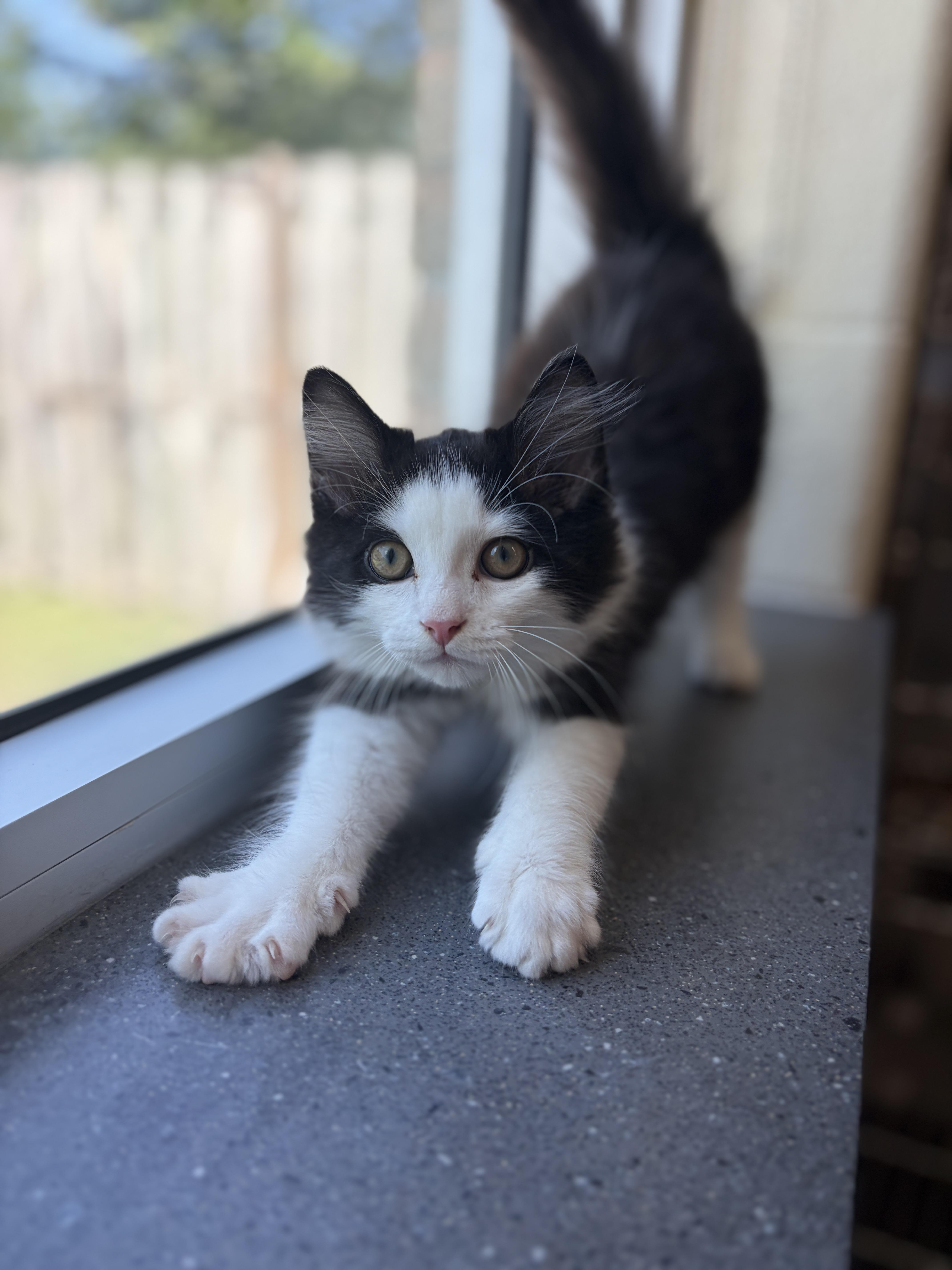 Enlarge Pumpernickle, an adopted Domestic Medium Hair in Mississauga, ON image 4/4