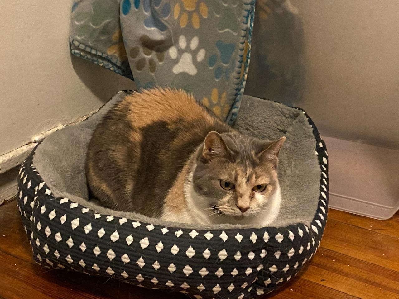 Jodi, a Adoptable Dilute Calico in Waverly, IA image 6/6
