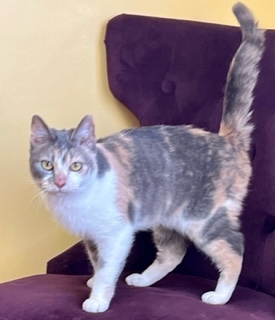 Jodi, an adoptable Dilute Calico in Waverly, IA, 50677 | Photo Image 6