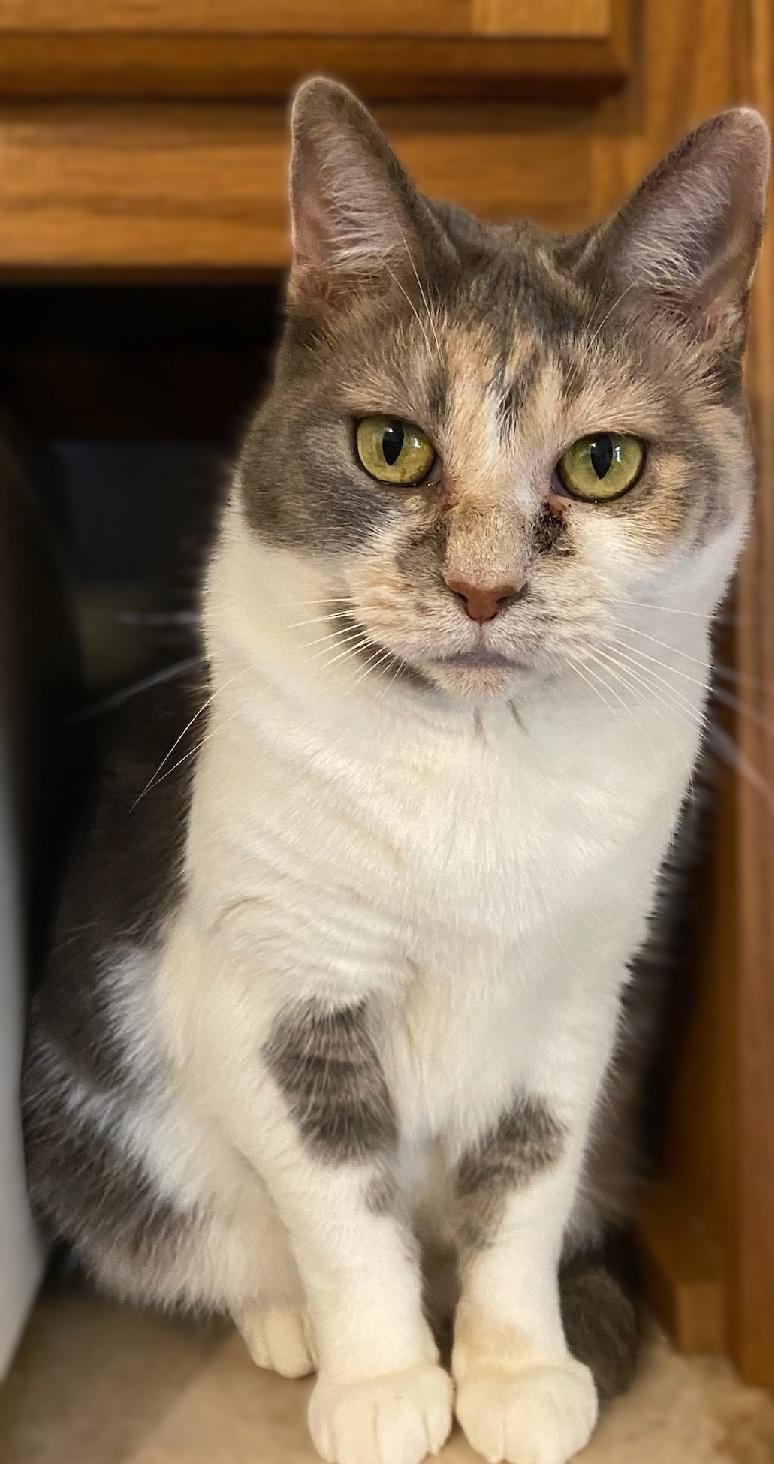 Jodi, an adoptable Dilute Calico in Waverly, IA, 50677 | Photo Image 1