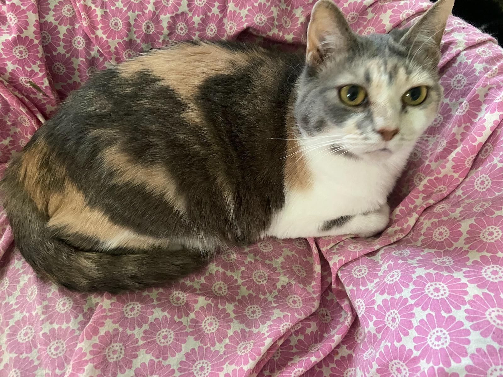 Jodi, an adoptable Dilute Calico in Waverly, IA, 50677 | Photo Image 5