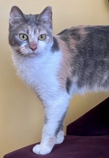 Jodi, an adoptable Dilute Calico in Waverly, IA, 50677 | Photo Image 1