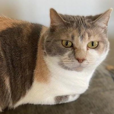 Jodi, an adoptable Dilute Calico in Waverly, IA, 50677 | Photo Image 4