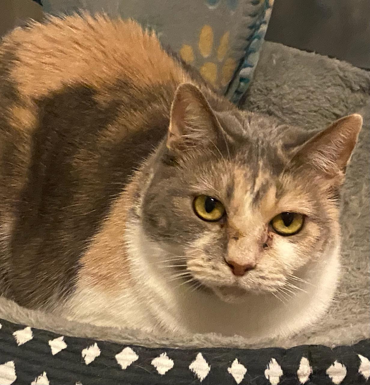 Jodi, a Adoptable Dilute Calico in Waverly, IA image 1/6