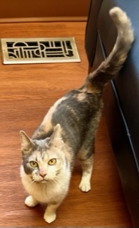 Jodi, an adoptable Dilute Calico in Waverly, IA, 50677 | Photo Image 2