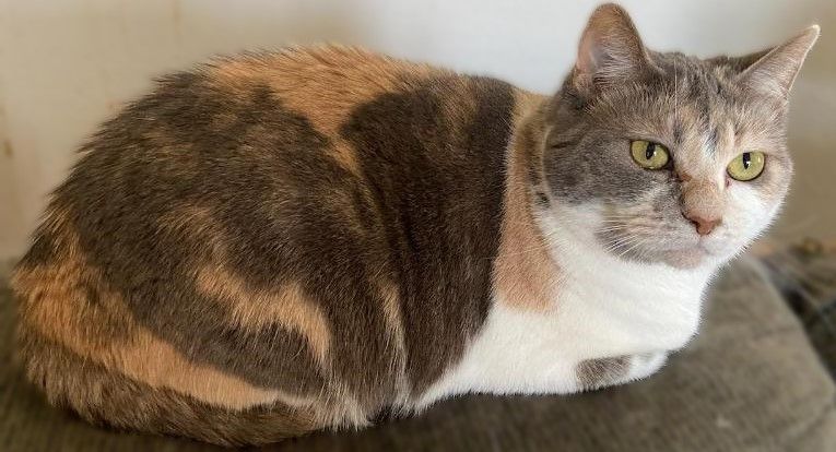 Jodi, a Adoptable Dilute Calico in Waverly, IA image 2/6