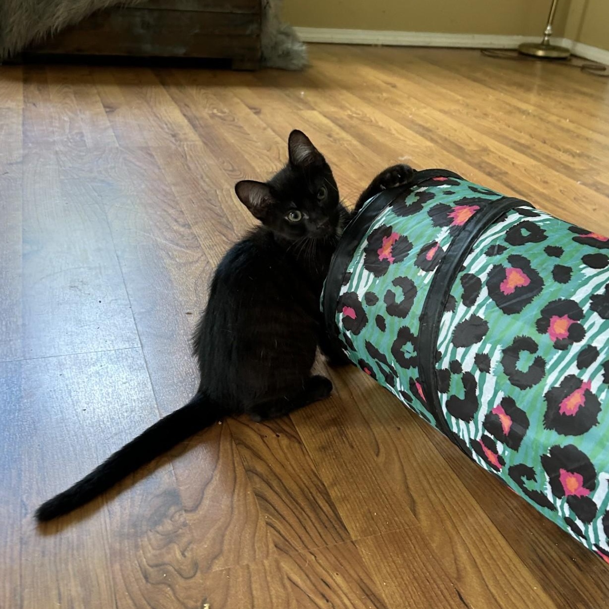 Uncle Fester, a Adoptable Domestic Short Hair in Springdale, AR image 3/3