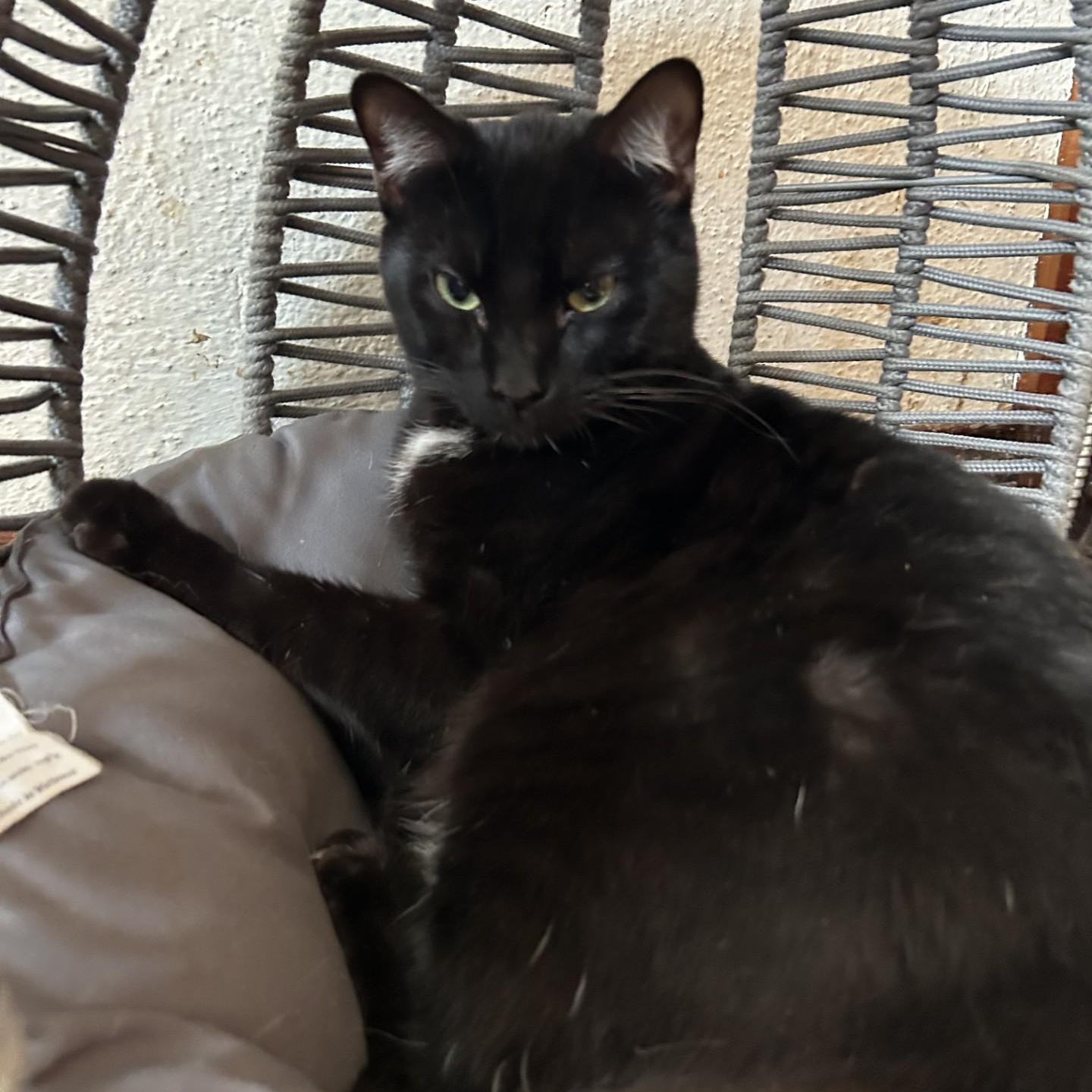 Uncle Fester, Adoptable, Young Male Domestic Short Hair.